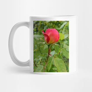 Tea Rose Mug